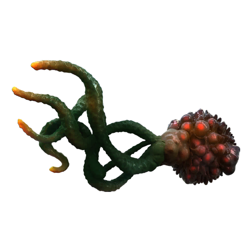 Ocular Stem-Root