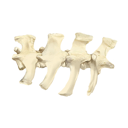 Mawfish Bones