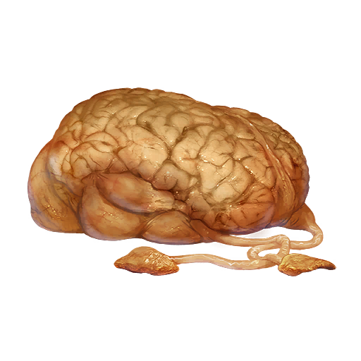 Norg Brain