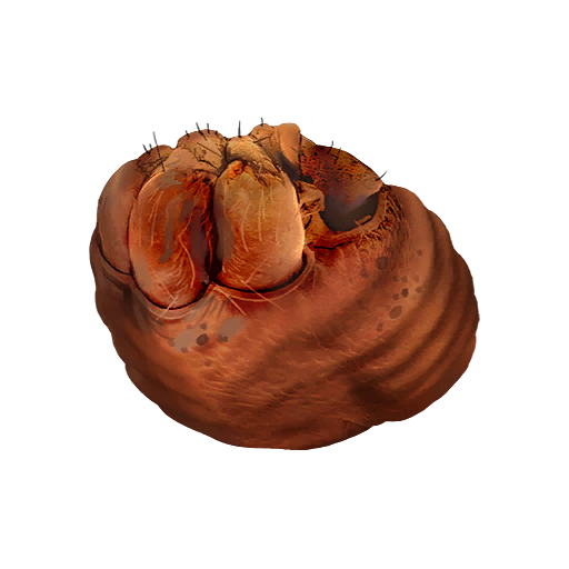 Yogwun Stomach